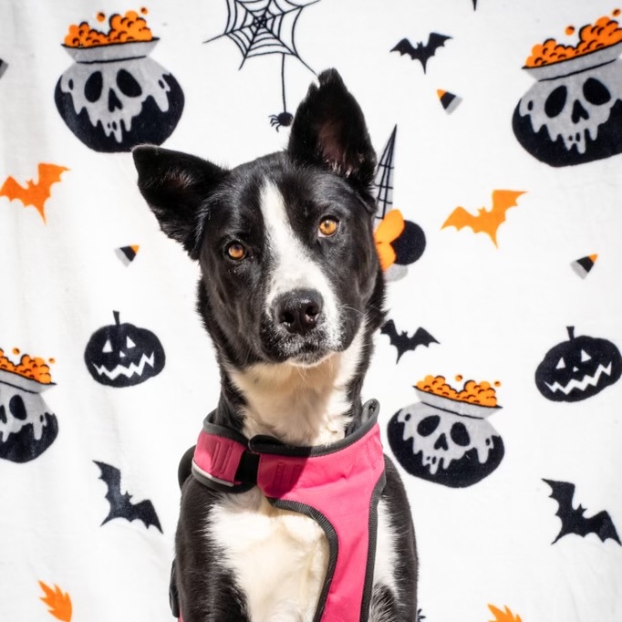 Enlarge Blakely, an adoptable mixed breed in Suffield, CT image 2/3