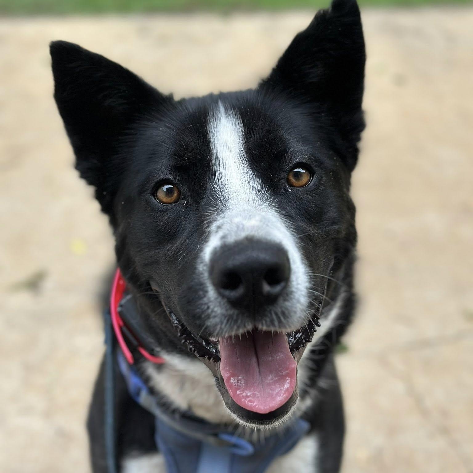 Enlarge Blakely, an adoptable mixed breed in Suffield, CT image 3/3