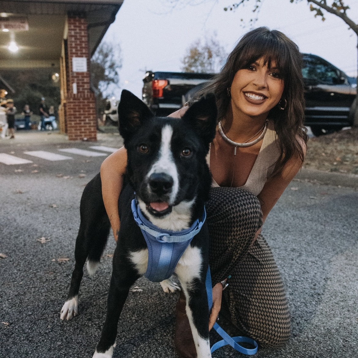Enlarge Blakely, an adoptable mixed breed in Suffield, CT image 1/3