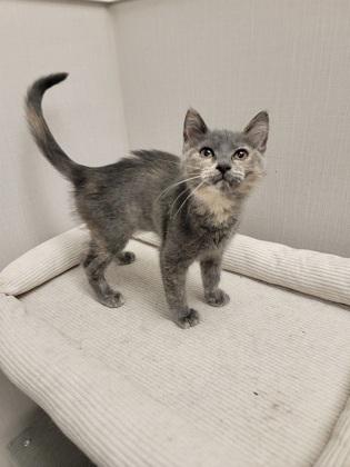 Starry, Adoptable, Kitten Female Domestic Short Hair & Domestic Short Hair.