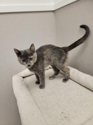 Enlarge Starry, a Adoptable mixed breed in Fergus Falls, MN image 2/2