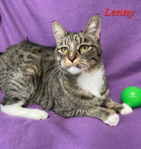 Enlarge Lenny, a Adoptable Domestic Short Hair in Aurora, NE image 1/1