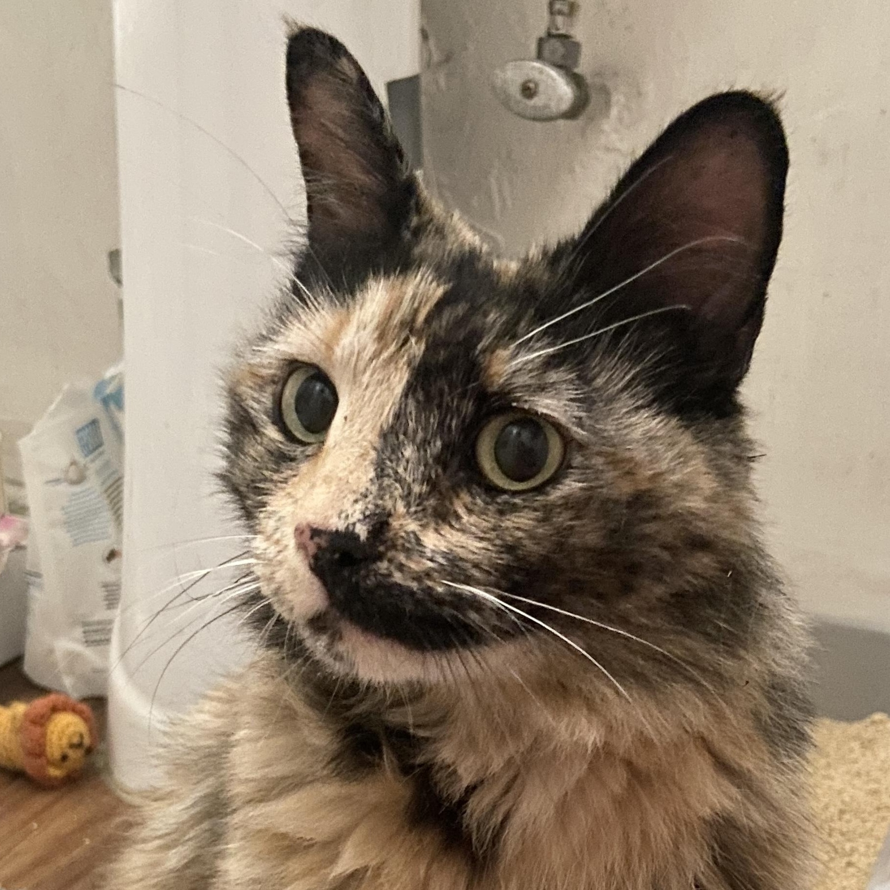 Bear Domestic Long Hair Cat