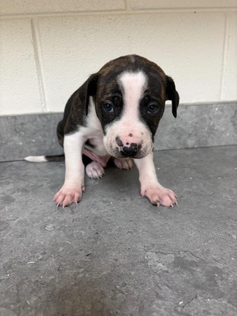 Archie / AC 27328 B, Adoptable, Puppy Male Dutch Shepherd.