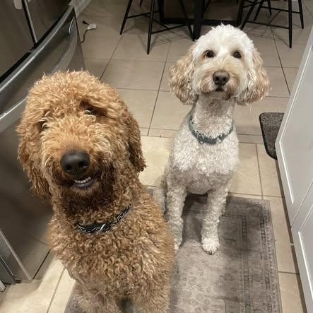 Enlarge Snickers, a ADOPTABLE Goldendoodle in LEHIGH ACRES, FL image 3/6