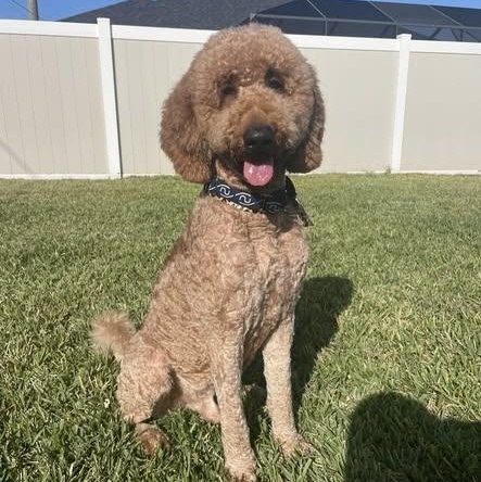 Enlarge Snickers, a ADOPTABLE Goldendoodle in LEHIGH ACRES, FL image 4/6