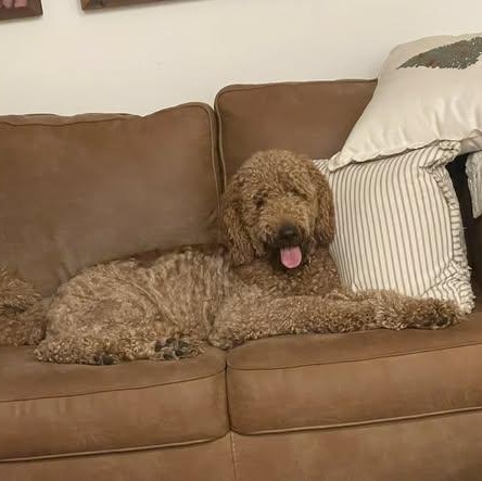 Enlarge Snickers, a ADOPTABLE Goldendoodle in LEHIGH ACRES, FL image 2/6