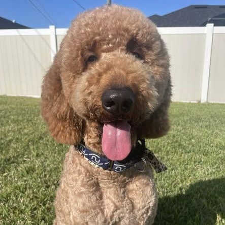 Enlarge Snickers, a ADOPTABLE Goldendoodle in LEHIGH ACRES, FL image 1/6