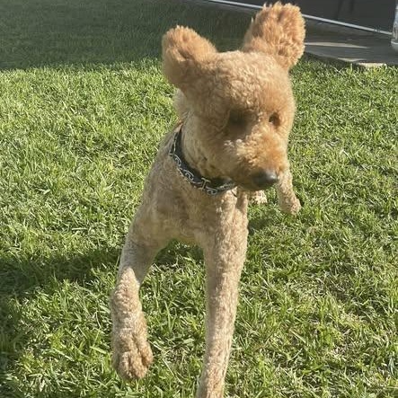 Enlarge Snickers, a ADOPTABLE Goldendoodle in LEHIGH ACRES, FL image 5/6