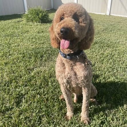 Enlarge Snickers, a ADOPTABLE Goldendoodle in LEHIGH ACRES, FL image 6/6