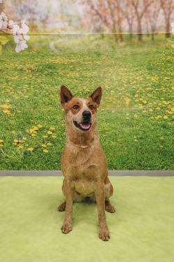 Bandit, Adoptable, Adult Male Terrier.
