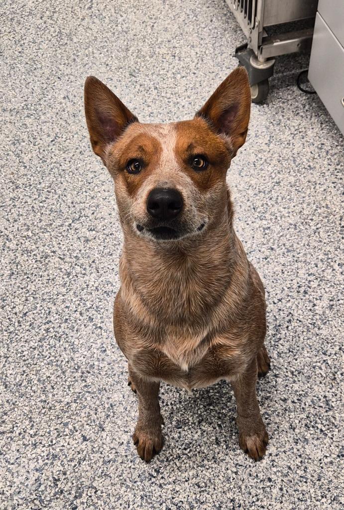 Enlarge Bandit, a Adoptable mixed breed in Athens, TN image 2/2