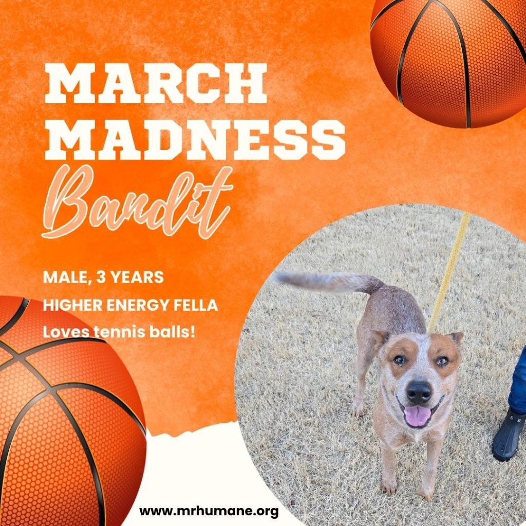 Enlarge Bandit, a Adoptable mixed breed in Athens, TN image 4/6