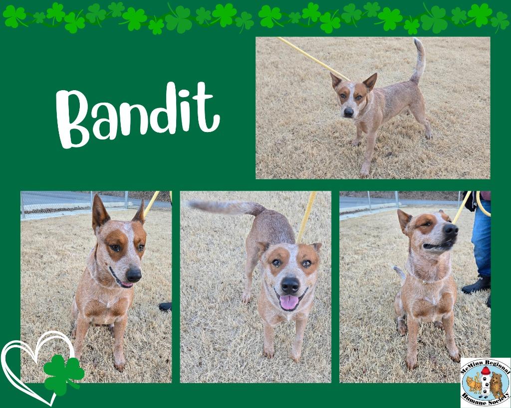 Enlarge Bandit, a Adoptable mixed breed in Athens, TN image 5/6