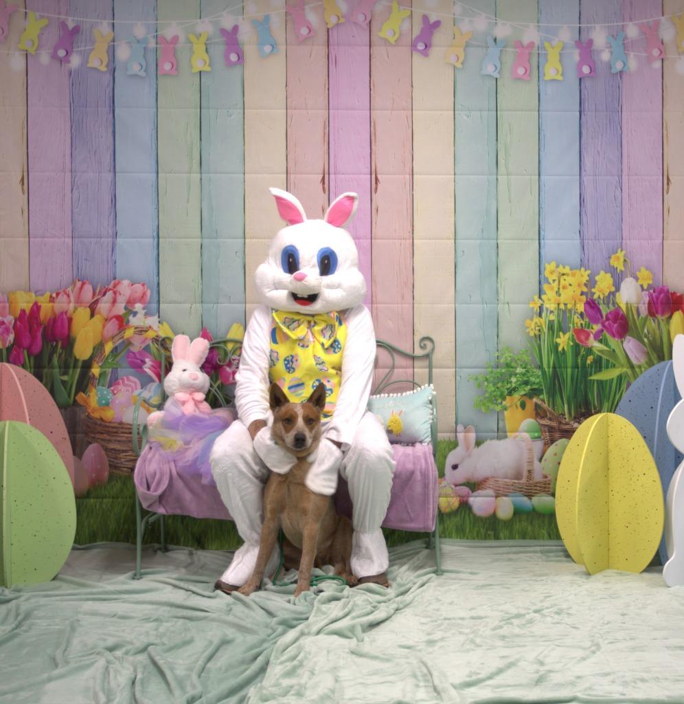 Enlarge Bandit, a Adoptable mixed breed in Athens, TN image 6/6