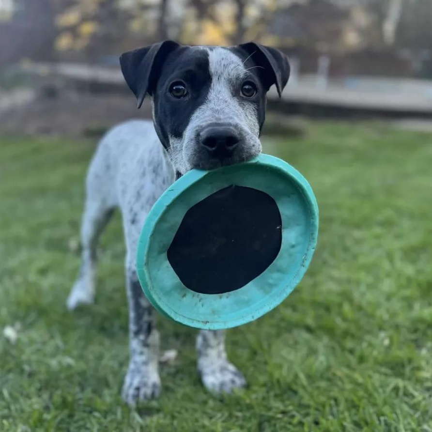Enlarge Larry (Clackamas, OR), an adopted mixed breed in Mount Vernon, WA image 4/6