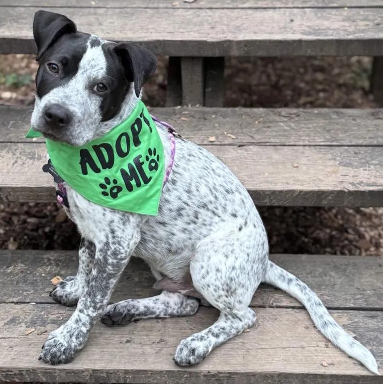Larry (Clackamas, OR), adopted, Puppy Male Australian Cattle Dog / Blue Heeler & Cattle Dog.