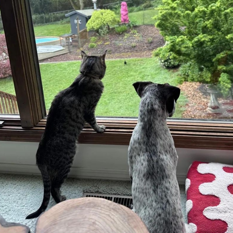 Enlarge Larry (Clackamas, OR), an adopted mixed breed in Mount Vernon, WA image 6/6