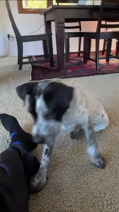 Enlarge Larry (Clackamas, OR), an adopted mixed breed in Mount Vernon, WA video 5/6