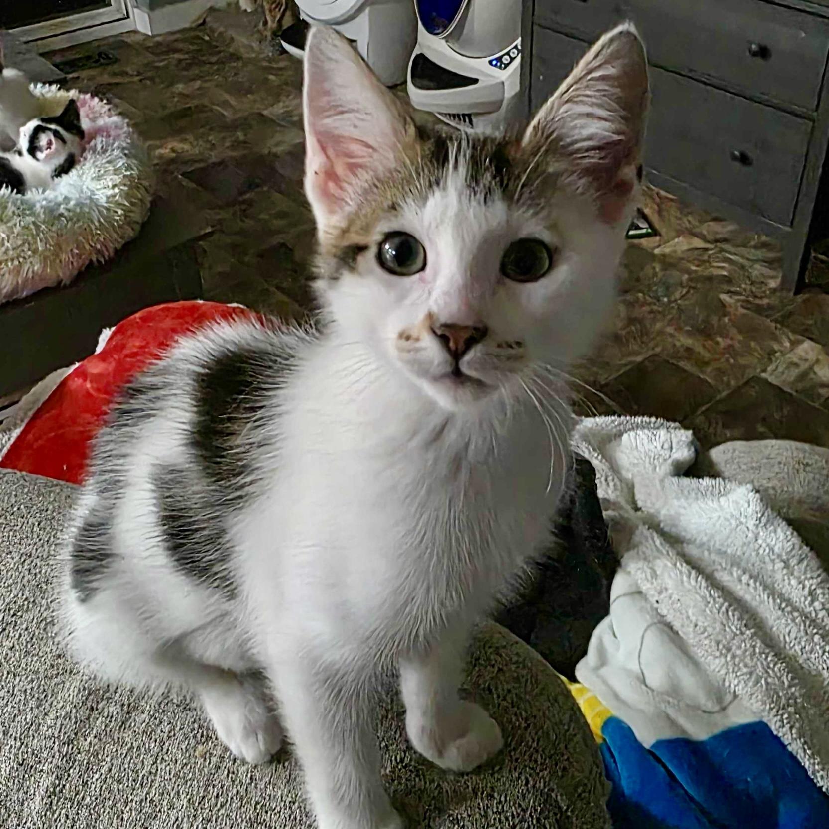 Princess Peach, a Adoptable mixed breed in Wilsonville, OR image 1/4