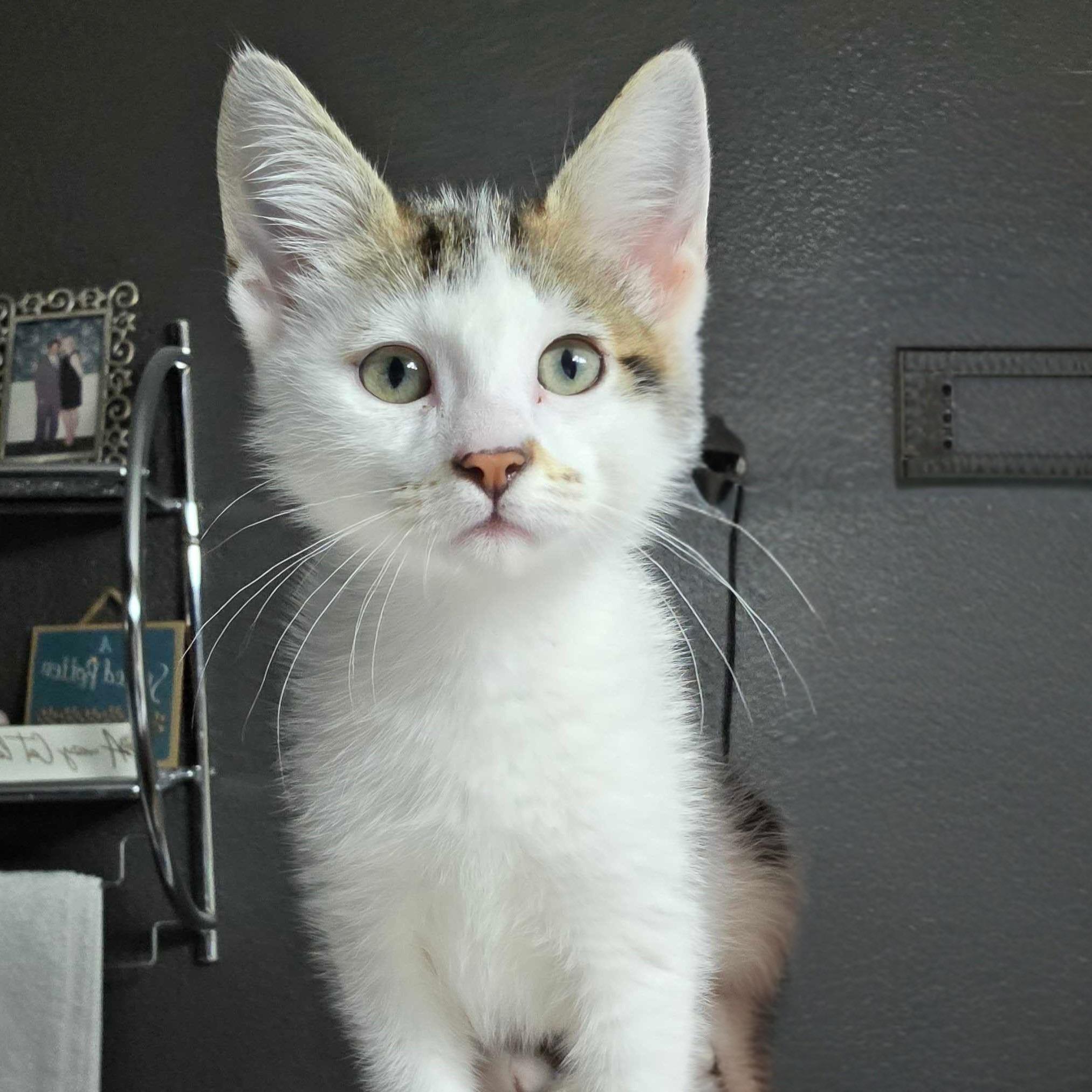 Princess Peach, a Adoptable mixed breed in Wilsonville, OR image 2/4