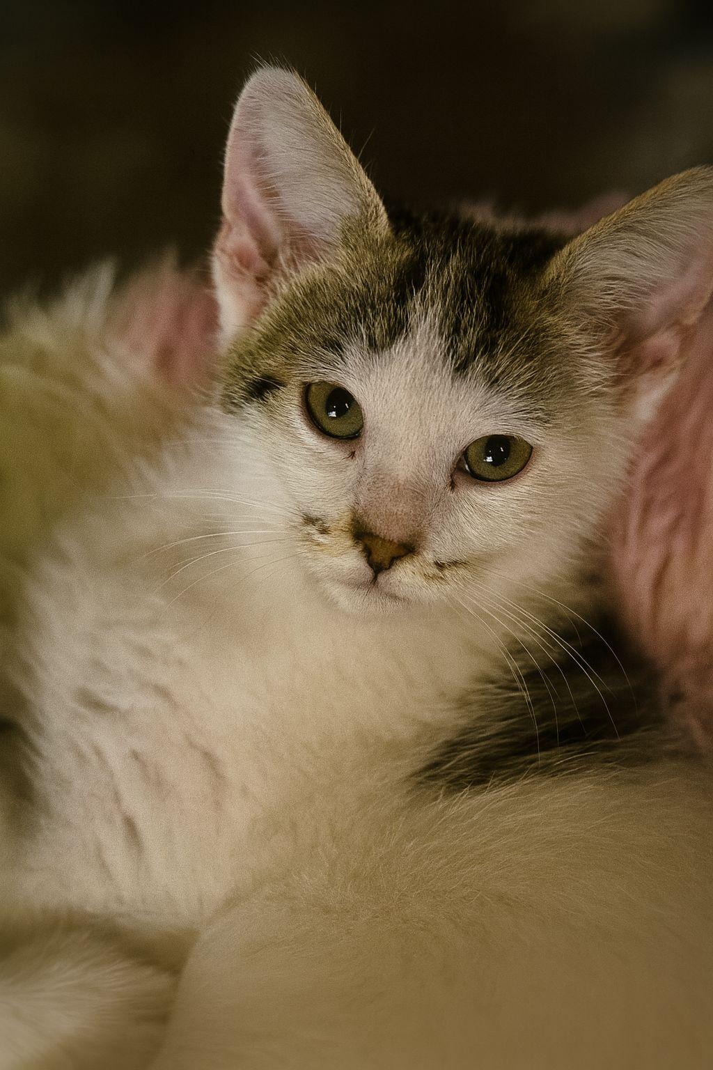 Princess Peach, a Adoptable mixed breed in Wilsonville, OR image 3/4