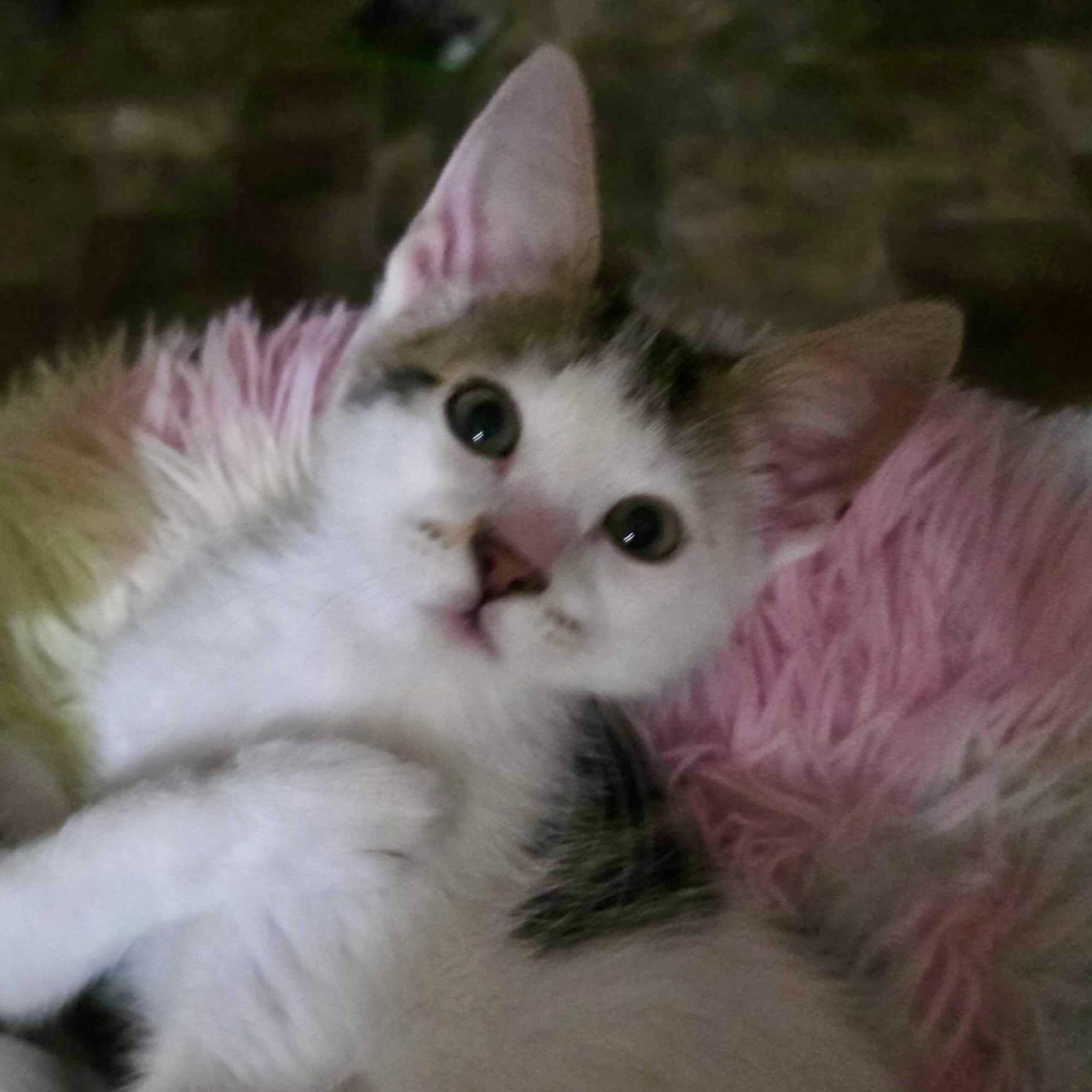 Princess Peach, a Adoptable mixed breed in Wilsonville, OR image 4/4