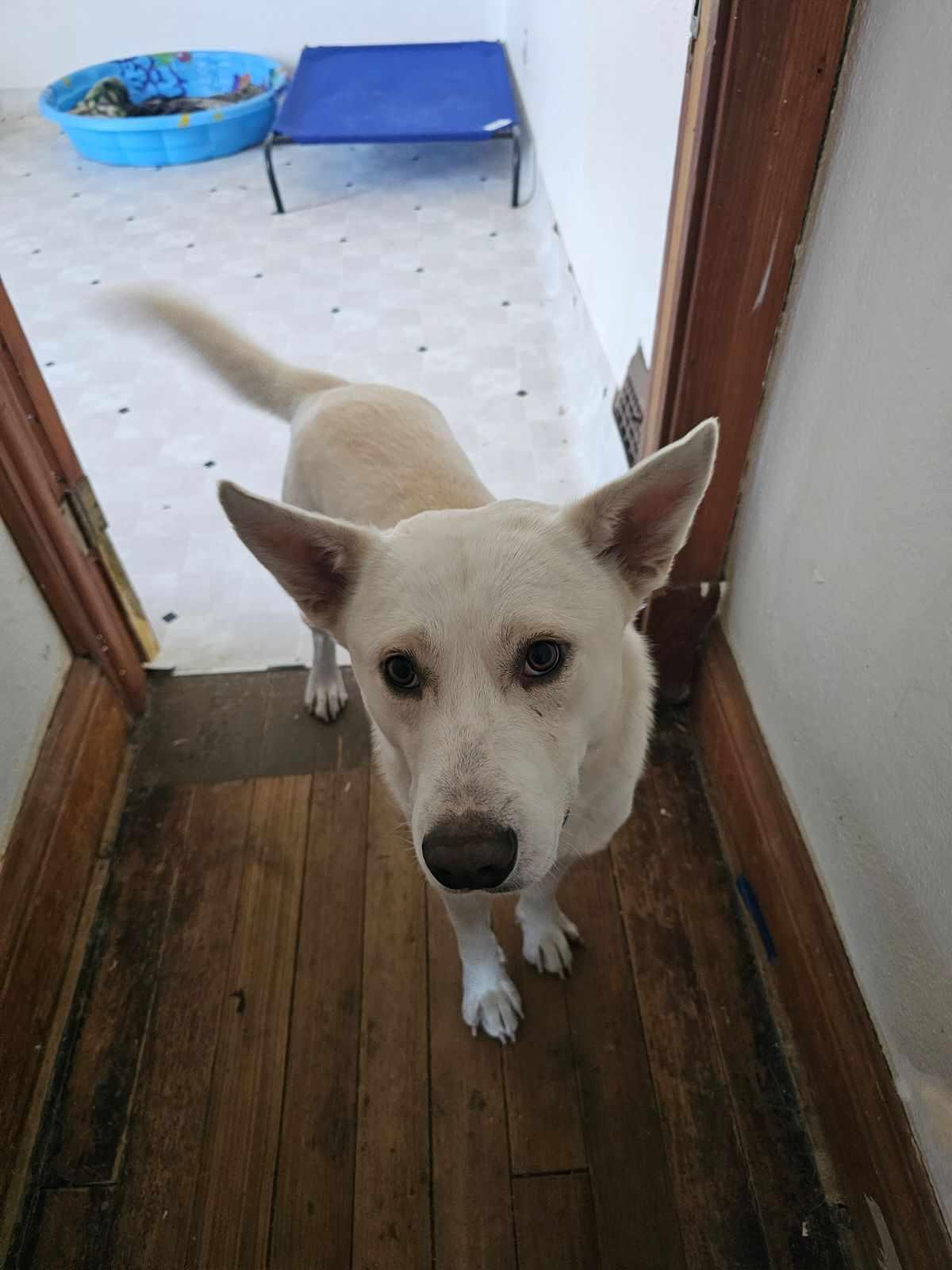 casper, Adoptable, Adult Male German Shepherd Dog.