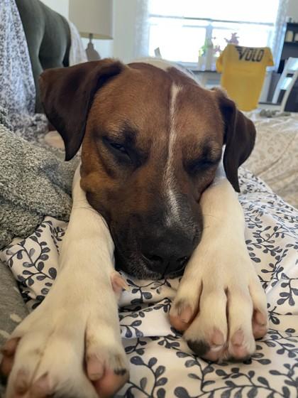 Angus - Available in Foster, Adoptable, Adult Male Hound.