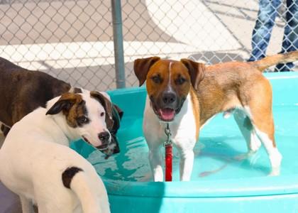 Enlarge Angus - Available in Foster, a Adoptable mixed breed in Madison, NJ image 2/3