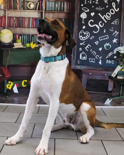 Enlarge Angus - Available in Foster, a Adoptable mixed breed in Madison, NJ image 3/3