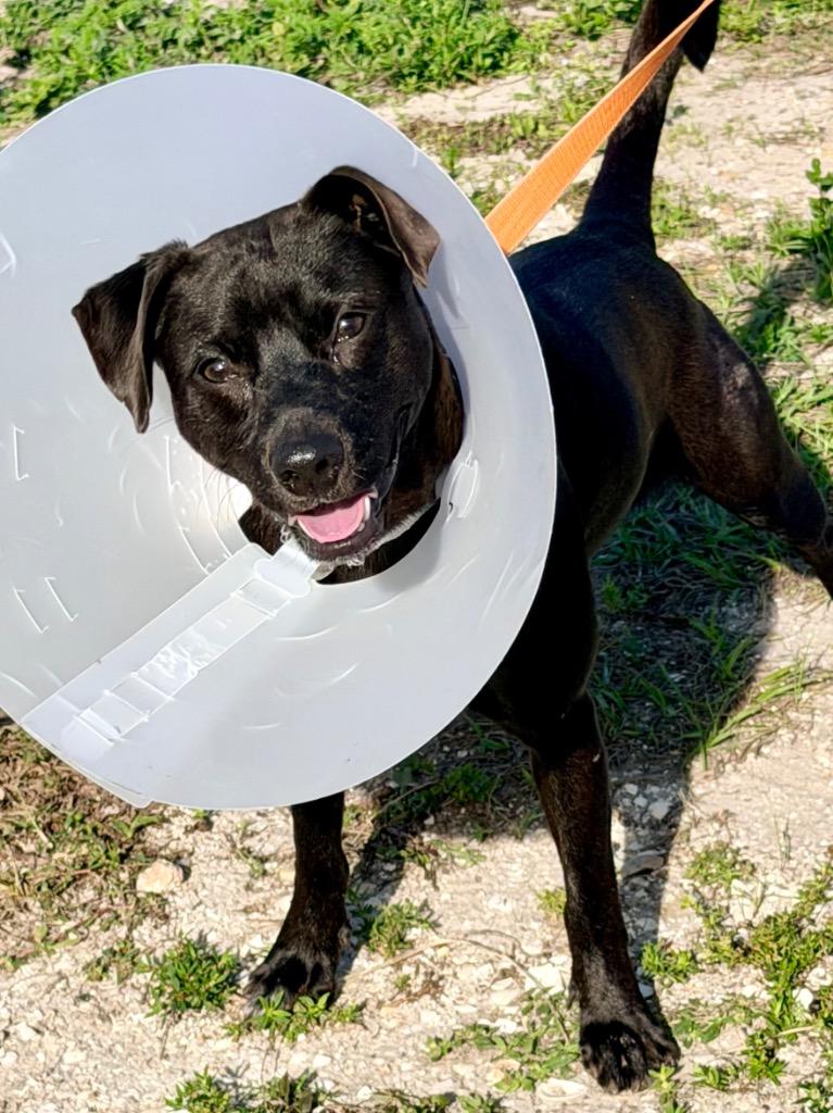 Enlarge Poseidon, a Adoptable mixed breed in Cape Coral, FL image 1/1