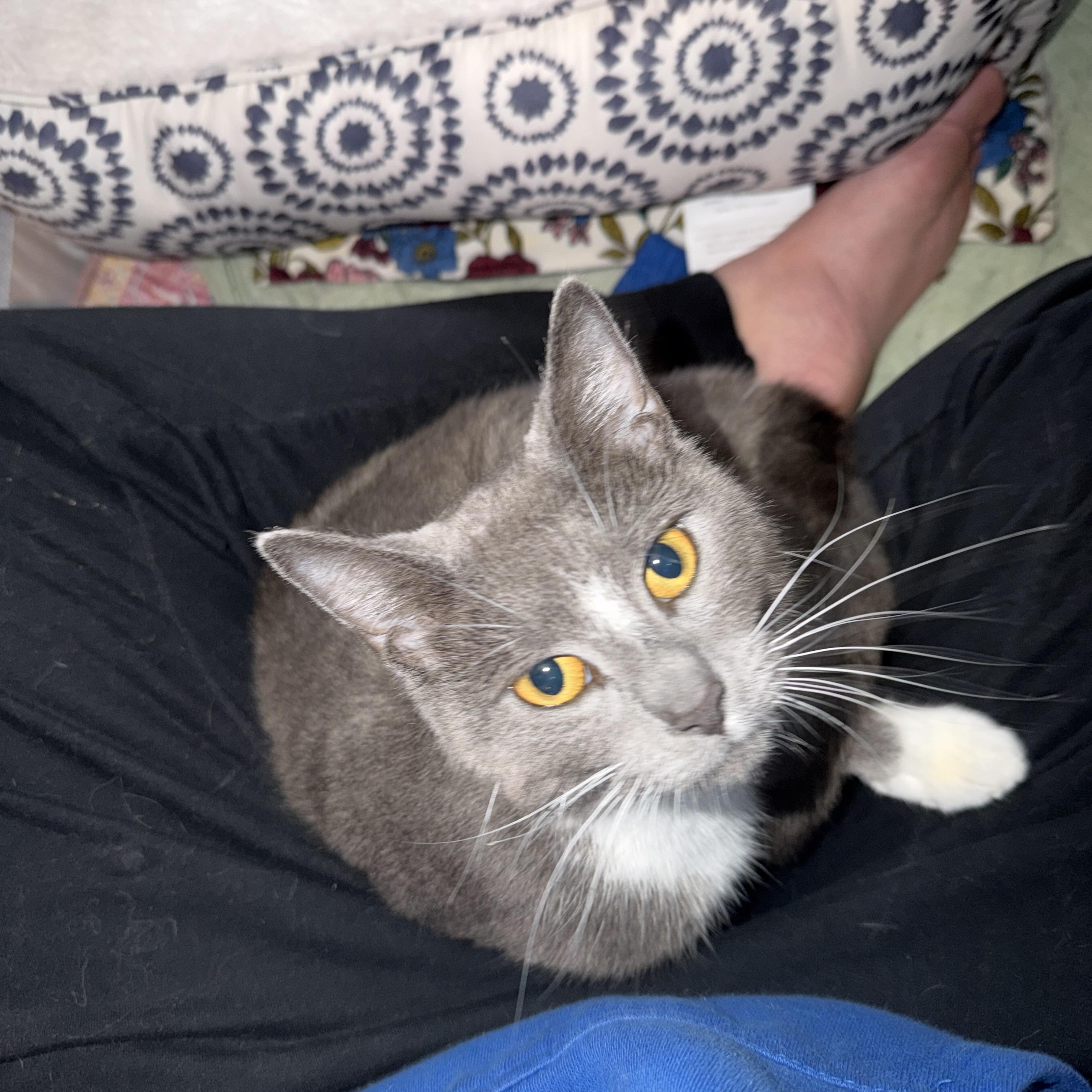 Enlarge Flora, a ADOPTABLE Domestic Short Hair in Bear, DE image 3/3
