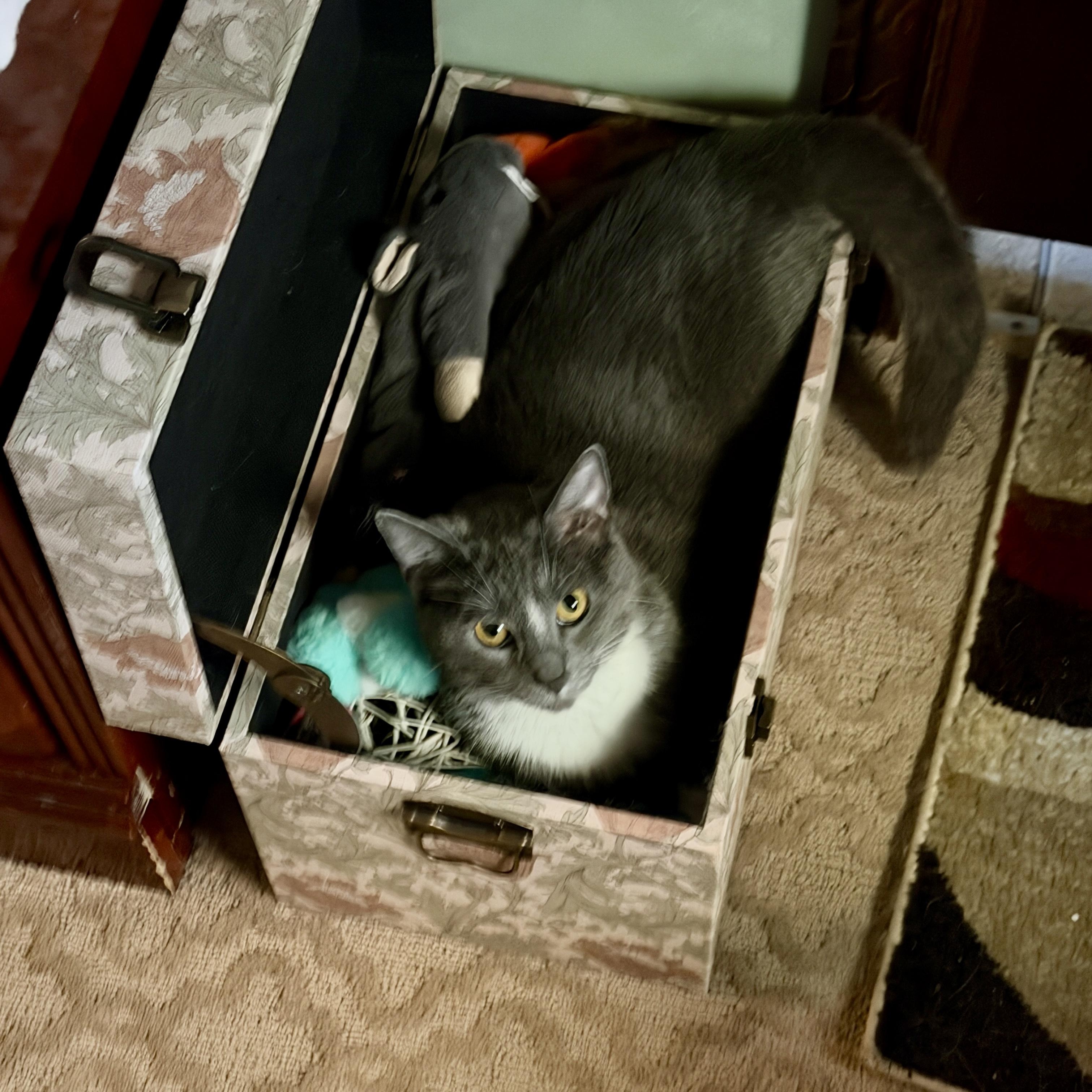 Flora, ADOPTABLE, Young Female Domestic Short Hair.
