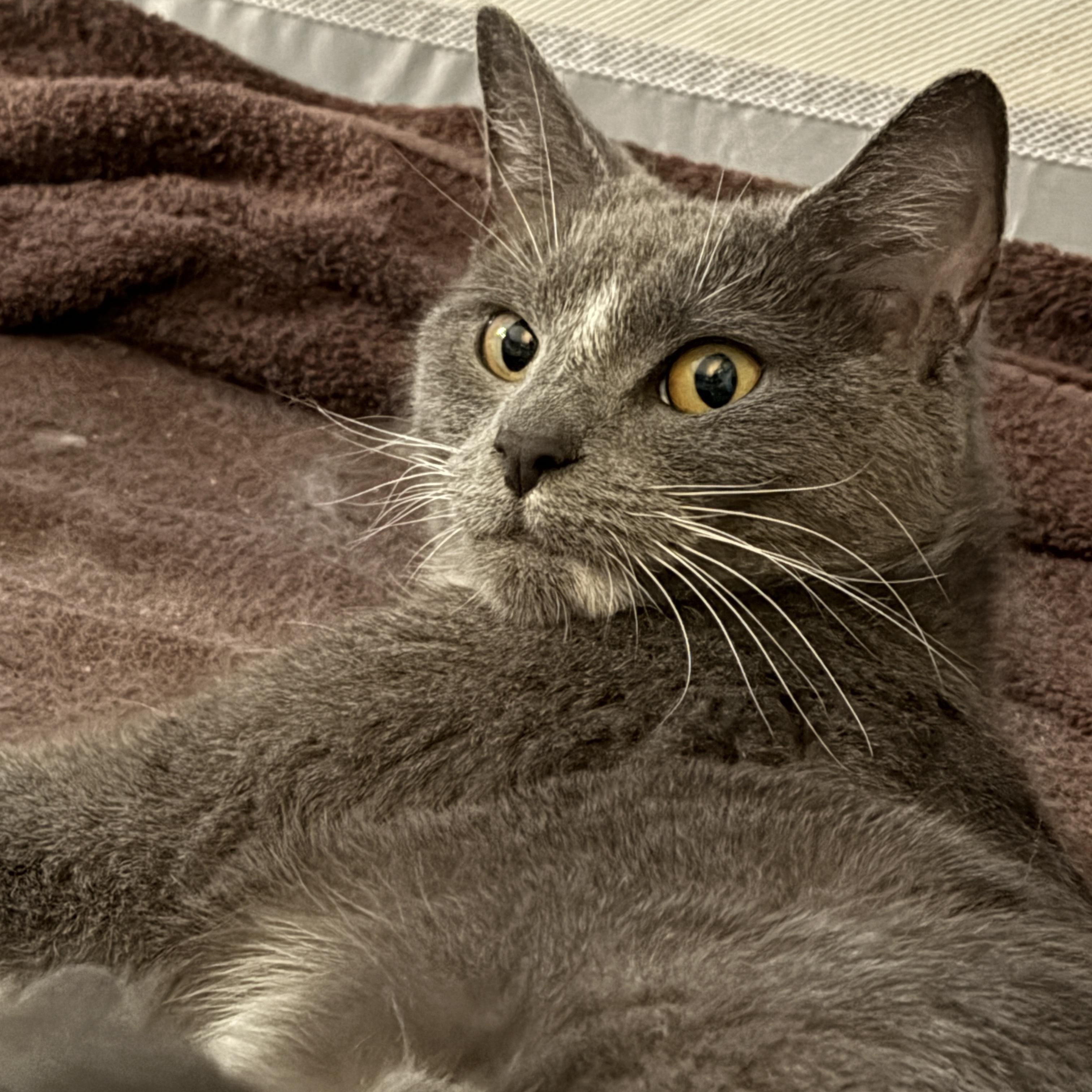 Flora, ADOPTABLE, Young Female Domestic Short Hair.