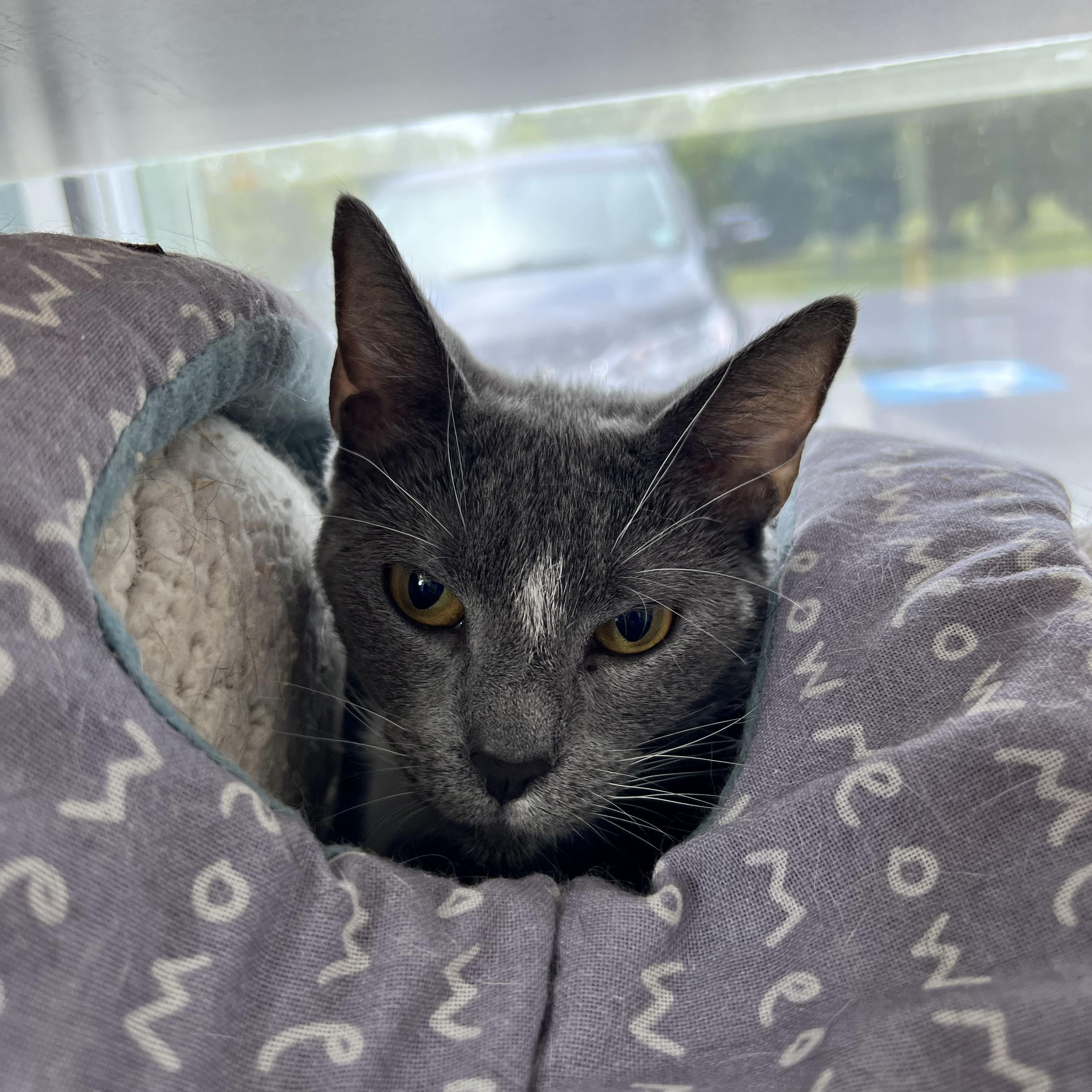 Enlarge Flora, a ADOPTABLE Domestic Short Hair in Bear, DE image 3/3
