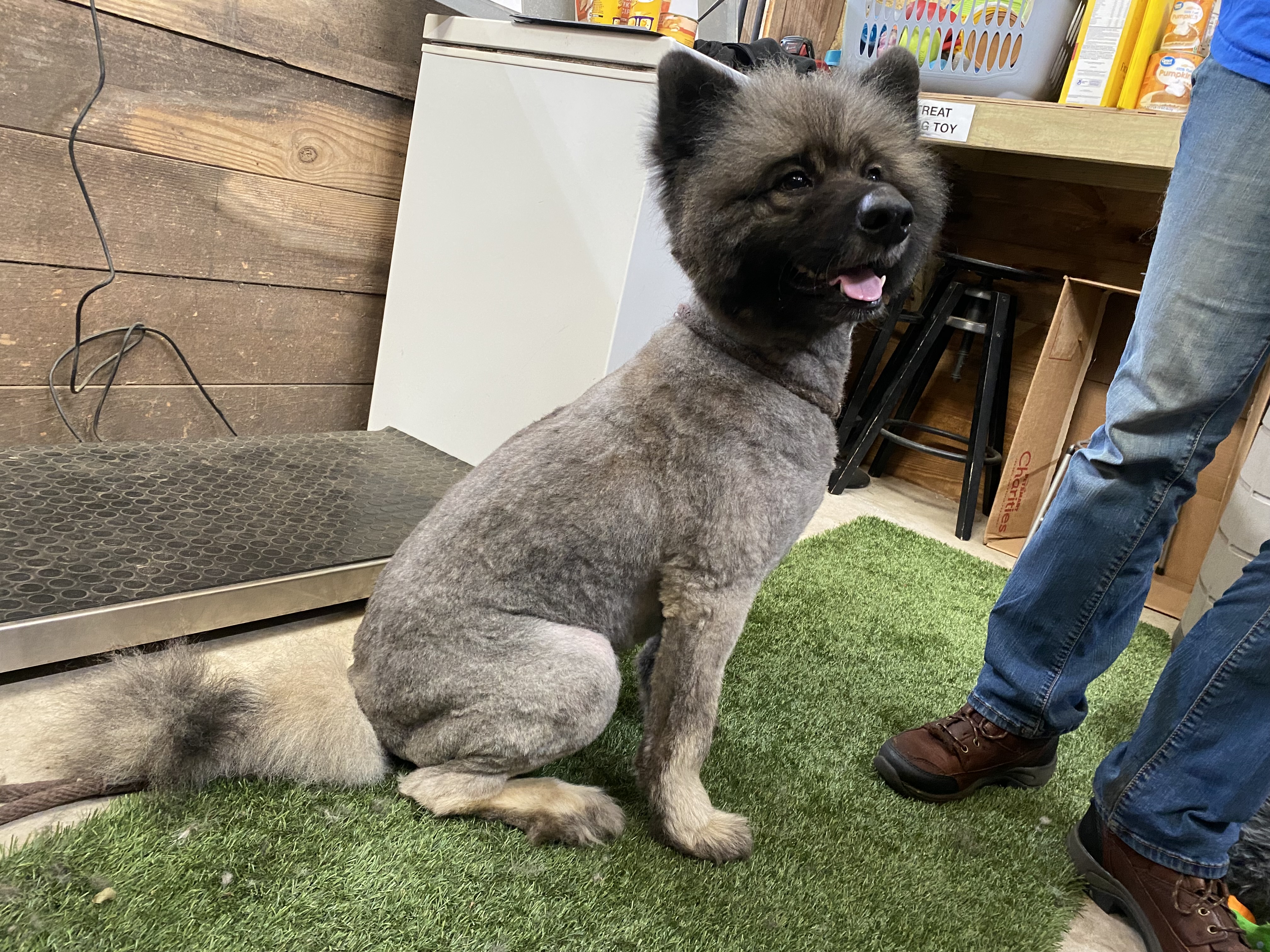 Merlin, Adopted, Adult Male Keeshond.