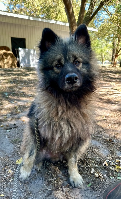 Enlarge Merlin, a Adopted Keeshond in Hollywood, SC image 2/2