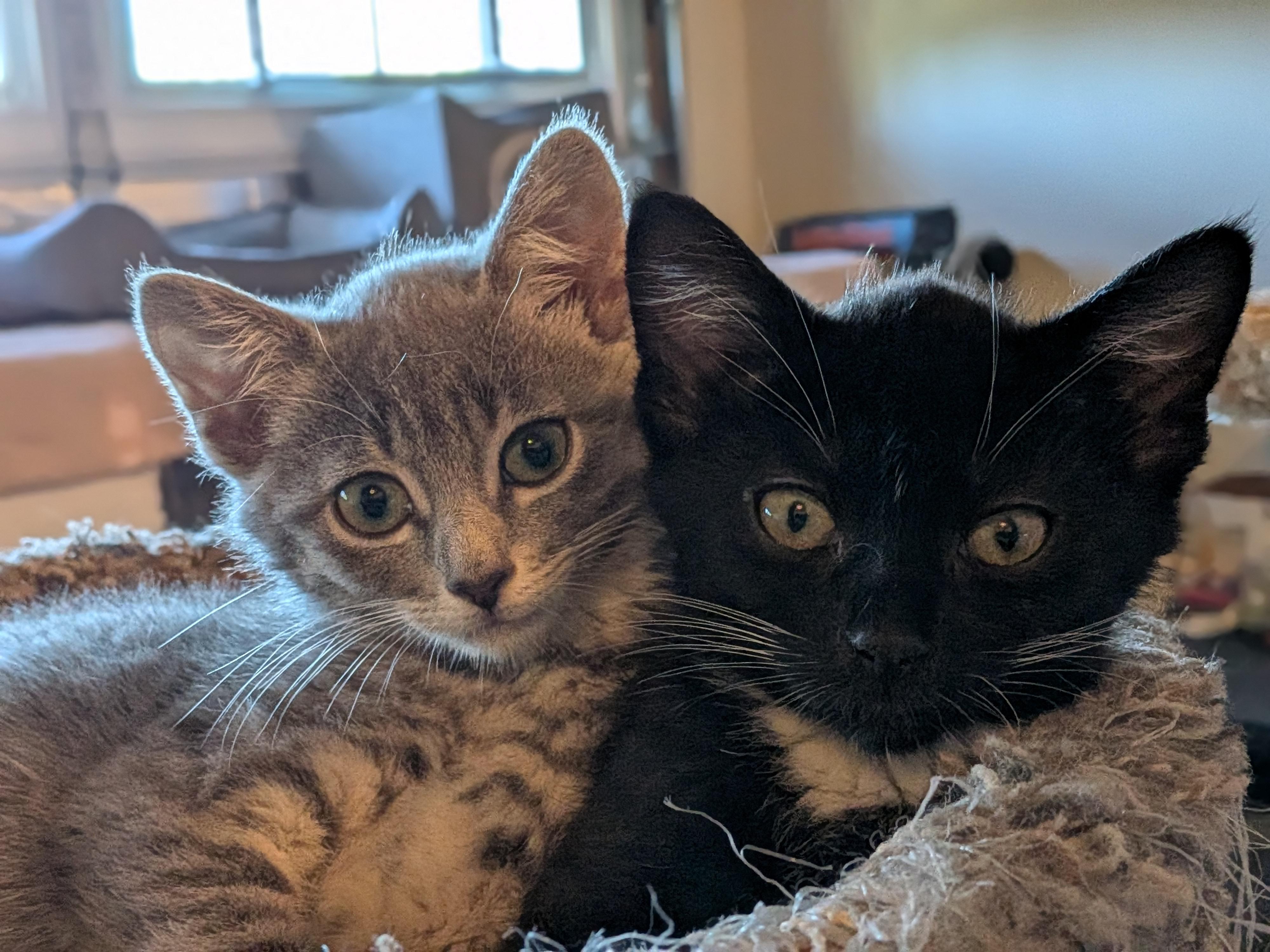 Enlarge Harry (Bonded Pair with Ginny), a Adopted Domestic Short Hair in Newburgh, NY image 6/6