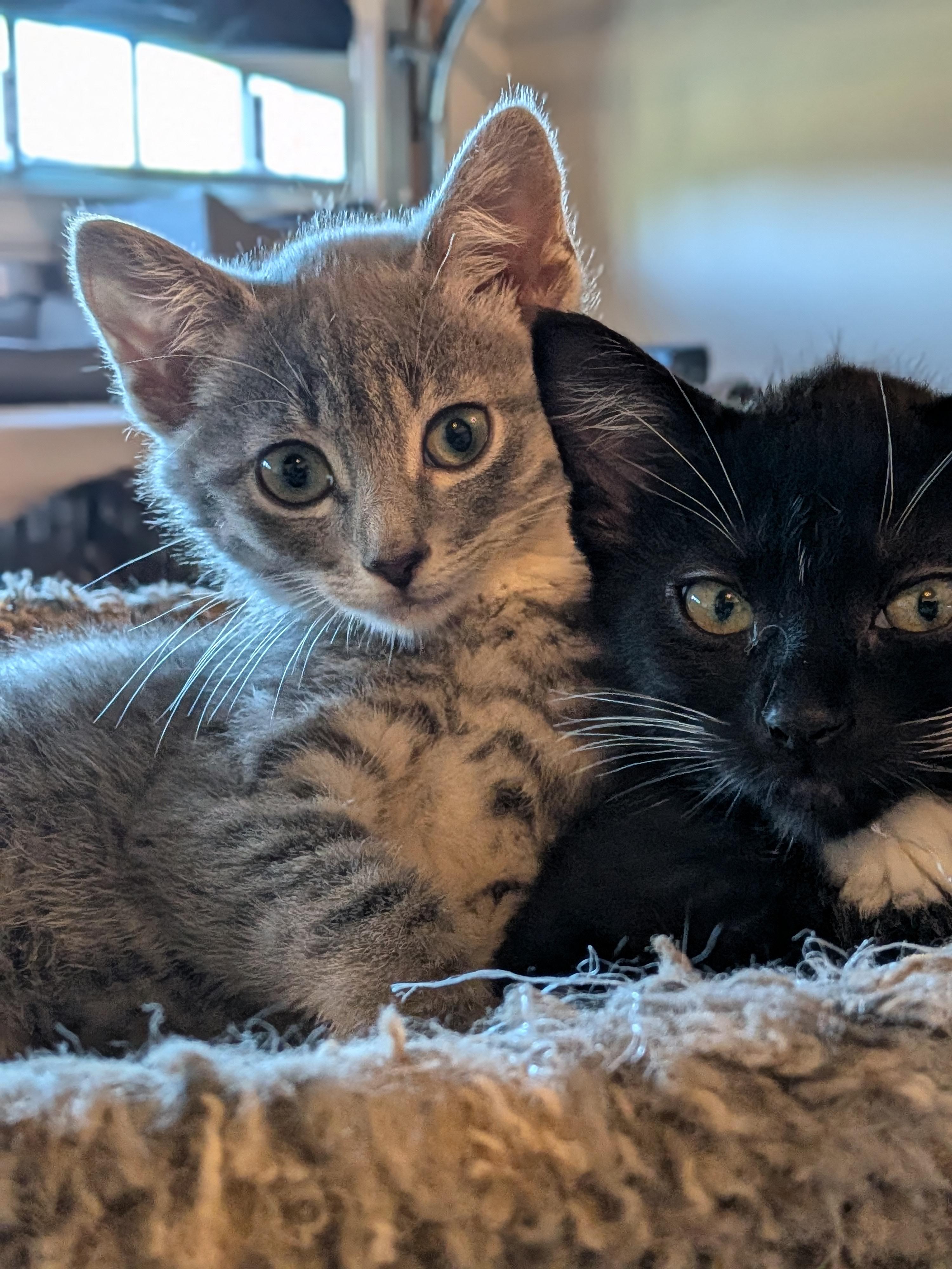 Enlarge Harry (Bonded Pair with Ginny), a Adopted Domestic Short Hair in Newburgh, NY image 4/6