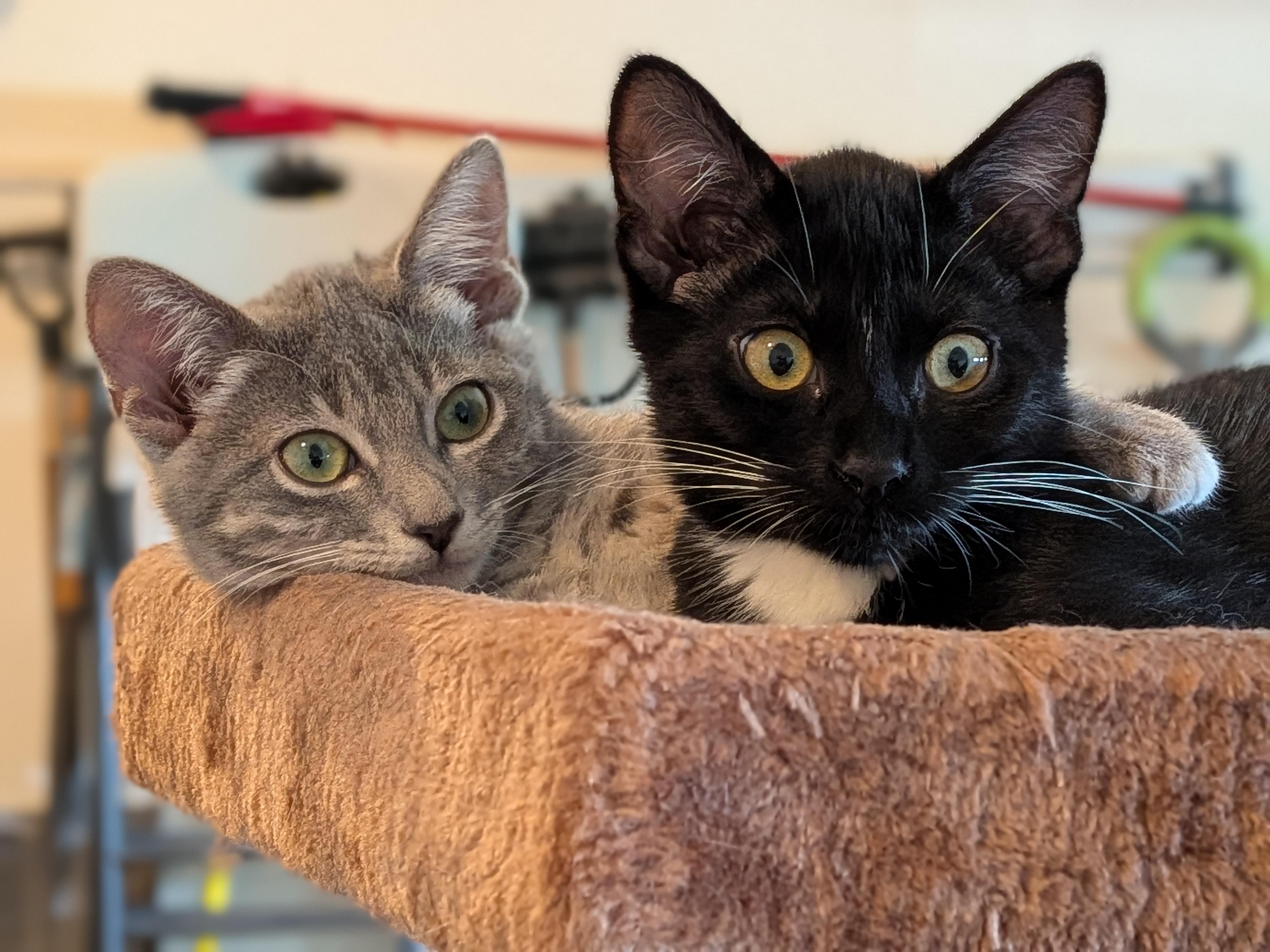Enlarge Harry (Bonded Pair with Ginny), a Adopted Domestic Short Hair in Newburgh, NY image 1/6