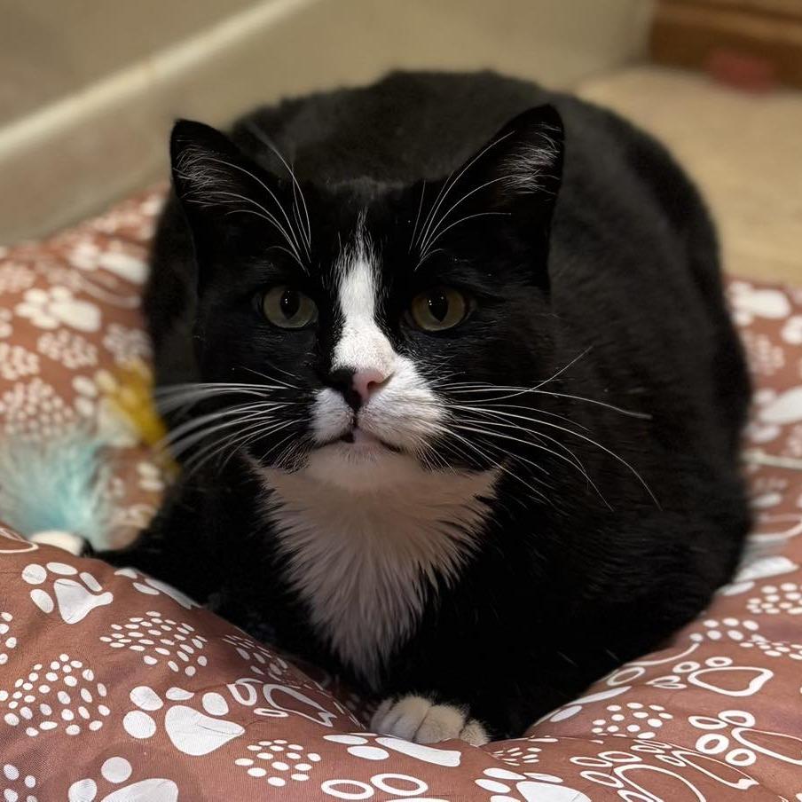 Enlarge Sugar (formerly Spooky) Novack-Higgins, a Adoptable Domestic Short Hair in Eagle Mountain, UT image 1/6