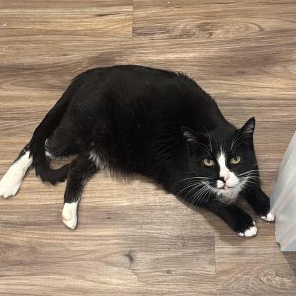 Sugar (formerly Spooky) Novack-Higgins, Adoptable, Adult Female Domestic Short Hair.