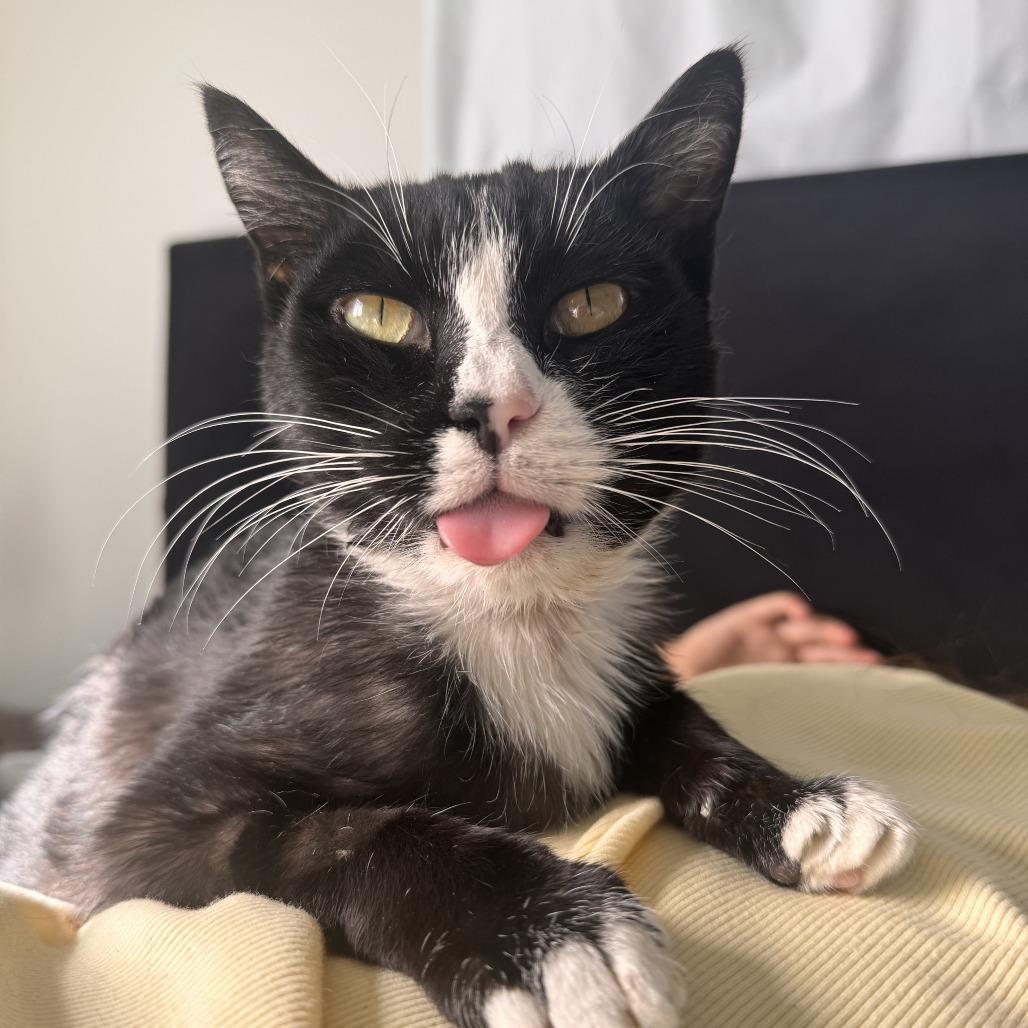 Sugar (formerly Spooky) Novack-Higgins, Adoptable, Adult Female Domestic Short Hair.