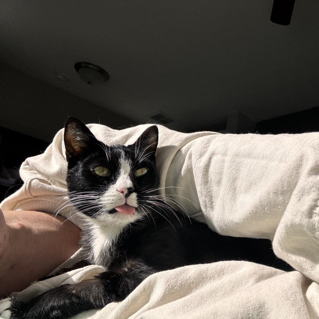 Enlarge Sugar (formerly Spooky) Novack-Higgins, a Adoptable Domestic Short Hair in Eagle Mountain, UT image 2/3