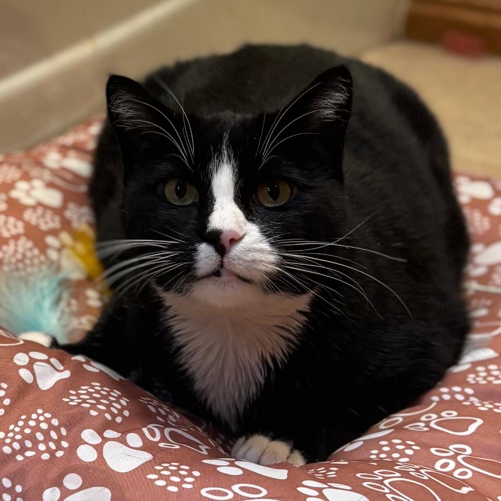 Sugar (formerly Spooky) Novack-Higgins, a Adoptable Domestic Short Hair in Eagle Mountain, UT image 4/6