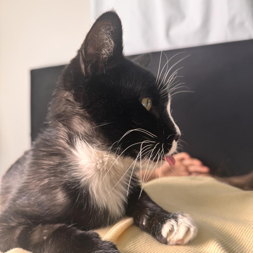 Enlarge Sugar (formerly Spooky) Novack-Higgins, a Adoptable Domestic Short Hair in Eagle Mountain, UT image 3/3