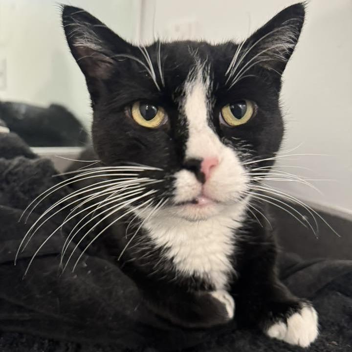 Sugar (formerly Spooky) Novack-Higgins, a Adoptable Domestic Short Hair in Eagle Mountain, UT image 5/5