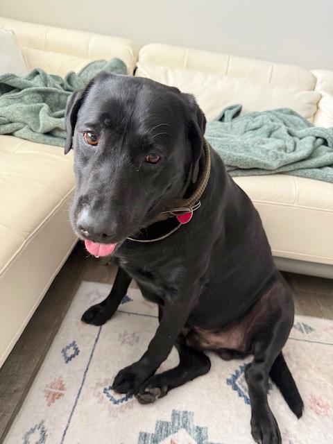 Nitro, a Adoptable Black Labrador Retriever in Margate, FL image 4/6