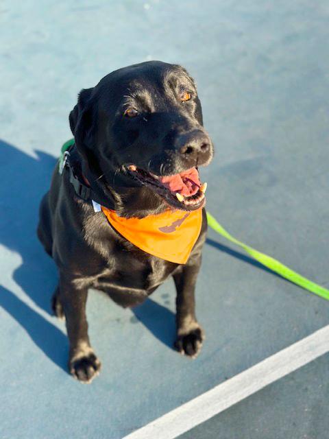 Nitro, a Adoptable Black Labrador Retriever in Margate, FL image 6/6